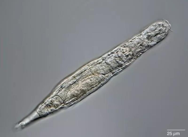 研究发现轮虫在永冻土中被冻了2万多年后仍存活